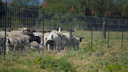 Malla borreguera instalada en terreno agropecuario en Jalisco